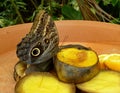 Close-up of a beautiful tropical Owl Butterfly, Caligo Memnon feeding fruits. Royalty Free Stock Photo