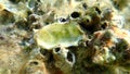 Giant oyster or Pacific oyster, immigrant oyster (Magallana gigas) shell undersea, Aegean Sea