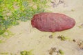 Giant Pacific or gumboot chiton