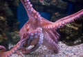 Giant pacific octopus 2 Royalty Free Stock Photo