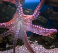 Giant pacific octopus 3