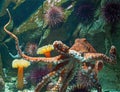 Giant Pacific octopus Royalty Free Stock Photo