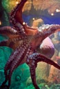 Giant Pacific Octopus Sucked Onto Glass Royalty Free Stock Photo