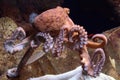 Giant pacific octopus Royalty Free Stock Photo