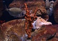 Giant pacific octopus lurking a fish