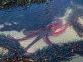 Giant Pacific Octopus in a Tide Pool