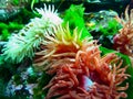 Giant Pacific Sea Anemones, Anthopleura xanthogrammica, Pacific Coast, British Columbia, Canada