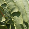 Giant palm fronds