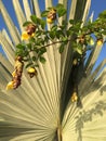 Giant palm leaves and beautiful yellow flowers