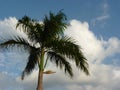 Giant palm tree gleaming under the blue cloudy sky Royalty Free Stock Photo