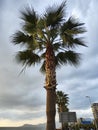 Giant palm tree in Turkey
