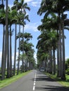 Giant palm trees