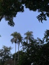 giant palm trees from the Brazilian southeast fauna