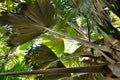 Giant Palm trees view of Coco de Mer