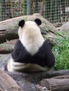 Giant Panda