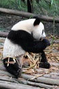 Giant Panda