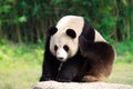 A giant panda scratchs on a rock