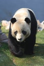 Giant Panda