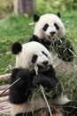 Giant panda