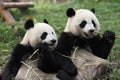 Giant panda