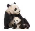 Giant Panda (18 months) - Ailuropoda melanoleuca Royalty Free Stock Photo