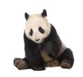 Giant Panda (18 months) - Ailuropoda melanoleuca Royalty Free Stock Photo