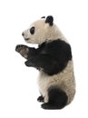 Giant Panda (18 months) - Ailuropoda melanoleuca Royalty Free Stock Photo