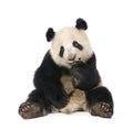 Giant Panda (18 months) - Ailuropoda melanoleuca Royalty Free Stock Photo
