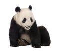 Giant Panda (18 months) - Ailuropoda melanoleuca Royalty Free Stock Photo