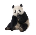 Giant Panda (18 months) - Ailuropoda melanoleuca Royalty Free Stock Photo