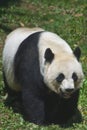 Giant Panda Royalty Free Stock Photo