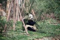 Giant Panda