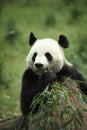 Giant Panda