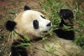 Giant Panda