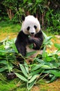 giant panda