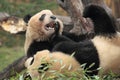 Giant panda