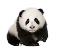 Giant Panda (4 months) - Ailuropoda melanoleuca Royalty Free Stock Photo