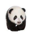 Giant Panda (4 months) - Ailuropoda melanoleuca Royalty Free Stock Photo