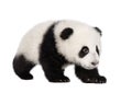 Giant Panda (4 months) - Ailuropoda melanoleuca Royalty Free Stock Photo