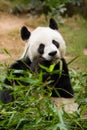 Giant Panda