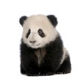 Giant Panda (6 months) - Ailuropoda melanoleuca Royalty Free Stock Photo
