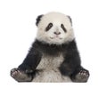 Giant Panda (6 months) - Ailuropoda melanoleuca Royalty Free Stock Photo