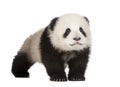 Giant Panda (6 months) - Ailuropoda melanoleuca Royalty Free Stock Photo