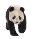 Giant Panda (6 months) - Ailuropoda melanoleuca Royalty Free Stock Photo