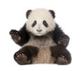 Giant Panda (6 months) - Ailuropoda melanoleuca Royalty Free Stock Photo