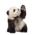 Giant Panda (6 months) - Ailuropoda melanoleuca Royalty Free Stock Photo