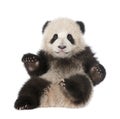 Giant Panda (6 months old) - Ailuropoda melanoleuc Royalty Free Stock Photo