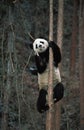 Giant Panda, ailuropoda melanoleuca, Adult climbing a Tree, Wolong Reserve in China