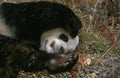 Giant Panda, ailuropoda melanoleuca, Adult sleeping, Wolong Reserve in China