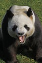 Giant Panda, ailuropoda melanoleuca, Adult Yawning